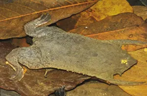 Rainforest Amphibians Drucke: Surinam Toad