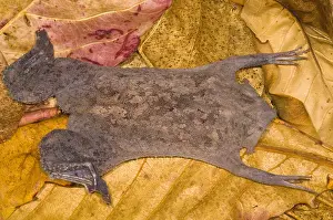 Amazon Basin Wildlife Drucke: Surinam Toad