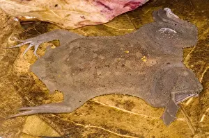 Wildlife Amphibians Drucke: Surinam Toad