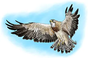 American Birds Drucke: Swainson's Hawk