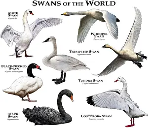 Drucke von Collage aller ausgestorbenen Arten der Schwan Höckerschwan Drucke: Schwanen der Welt