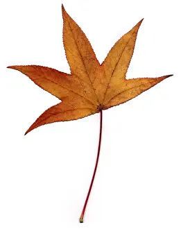 Sweetgum-Blatt