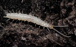 Agricultural Pest Control Drucke: Symphylan