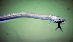 Synaphobranchid-Aal mit Beute