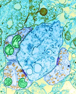 Nerve Cell Anatomy Drucke: Synapse, TEM
