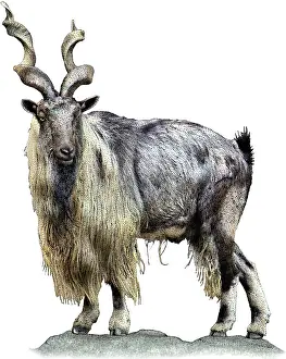 Critically Endangered Mammals Drucke: Tadjik markhor
