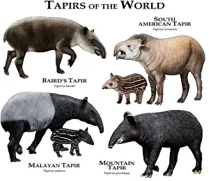 Wildlife Artwork Drucke: Tapirs of the World