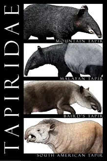 Tropical Rainforest Wildlife Images Drucke: Tapirs of the World