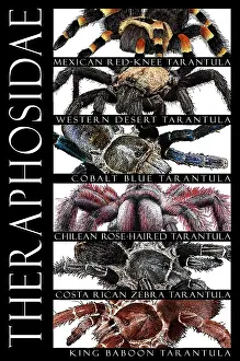 Arthropod Wildlife Images Drucke: Tarantulas of the World