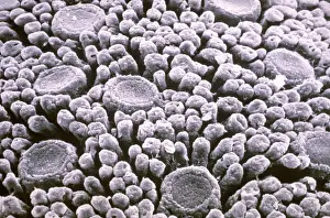 Scanning Electron Microscopy Drucke: Tastebuds