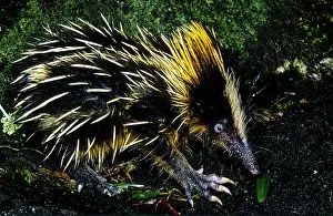 Malagasy Mammals Drucke: Tenrec