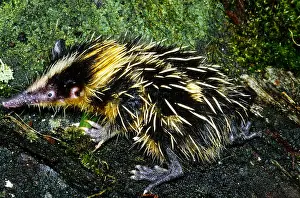 Madagascan Mammals Drucke: Tenrec