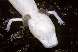 Endangered Species Animal Drucke: Texas Blind Salamander