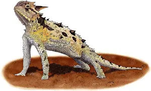 Nature Illustrations Drucke: Texas Horned Lizard