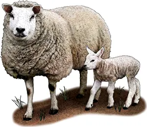 Domesticated Mammals Drucke: Texel Sheep