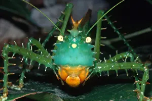 Tettigoniidae Family Insects Drucke: Thorny Devil Katydid