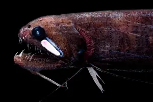 Fadenflossiger Drachenfisch