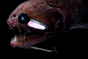 Threadfin Dragonfish