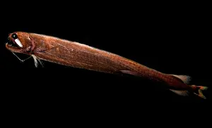 Gerahmter Druck : Fadenflosser-Drahtfisch Gerahmter Druck : Fadenflosser-Drahtfisch