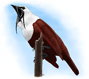 South America Fauna Drucke: Three-wattled Bellbird