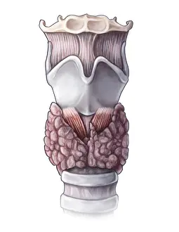 Thyroid Gland Anatomy Drucke: Thyroid Anatomy