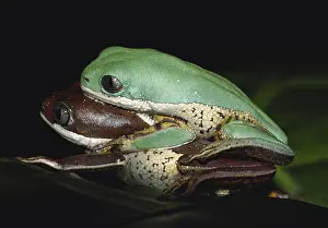 Tiger-leg Monkey Frogs