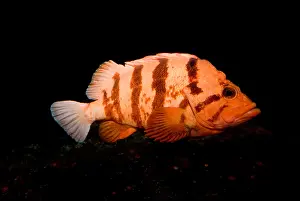 California Wildlife Drucke: Tiger Rockfish