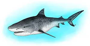 Cartilaginous Fishes Drucke: Tiger Shark