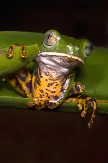Hylidae Family Frogs Drucke: Tiger-Stripe Monkey Frog