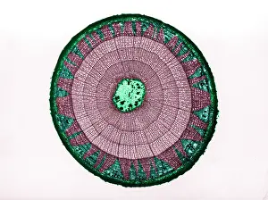 Light Microscopy Images Drucke: Tilia Stem, light micrograph