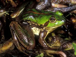 Flusspfeilfrosch des Tocantins