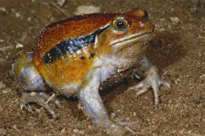 Endemic Madagascan Fauna Drucke: Tomato Frog