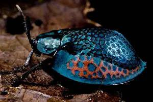 Peruvian Wildlife Drucke: Tortoise beetle
