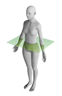 Female Anatomy Drucke: Transverse Plane