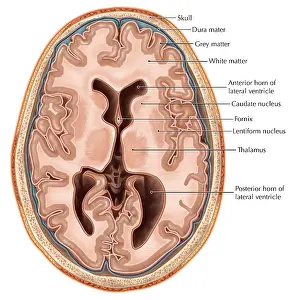 Cerebral Cortex Illustration Drucke: Transverse Section of the Brain