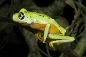 Central American Frogs Drucke: Tree Frog