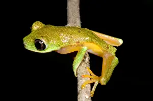 Tree Frog Species Drucke: Tree Frog