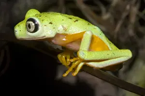 Central American Frogs Drucke: Tree Frog