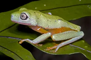 Endangered Species List Drucke: Tree Frog