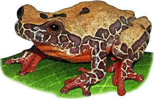 South American Wildlife Art Drucke: Triangle Treefrog, Illustration