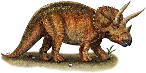 Mammal Illustrations Drucke: Triceratops