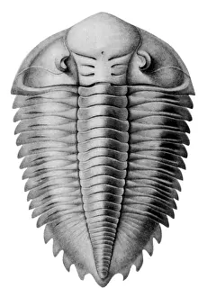 Trilobite Fossils Drucke: Trilobite Artwork