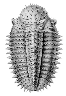 Trilobite Fossils Drucke: Trilobite Artwork