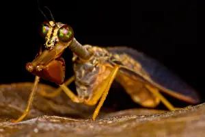 Peruvian Wildlife Images Drucke: Tropical Mantispid