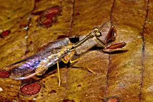 Peruvian Wildlife Drucke: Tropical Mantispid