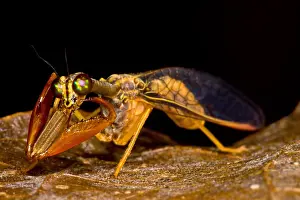 Peruvian Wildlife Images Drucke: Tropical Mantispid