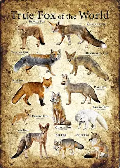 Arctic Fox Habitat Drucke: True Foxes of the World
