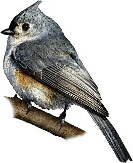 Tufted Titmouse