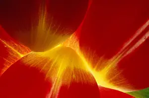 Nature Plant Photos Drucke: Tulip Petals