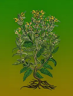 Medicinal Herb Properties Drucke: Turkey Balm